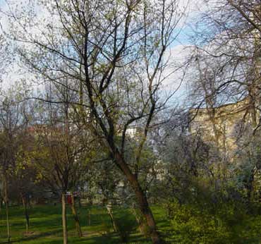 Cișmigiu Park